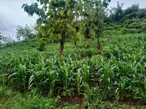 tanaman jagung bantuan pem